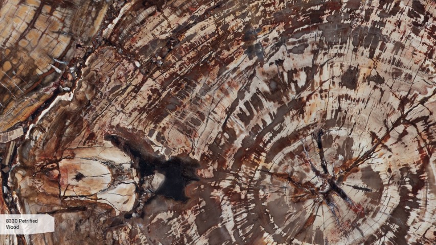8330 Petrified Wood